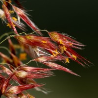 Melinis repens (Willd.) Zizka